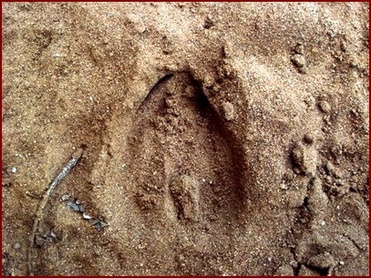 FRONT TIP IS DEEPER