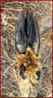 BOTOM OF THE LEFT REAR HOOF
