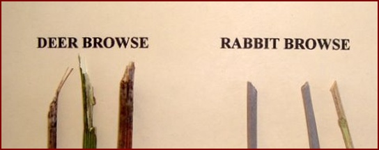 TYPICAL DEER BROWSE IS ON THE LEFT.  RABBIT BROWSE IS ON THE RIGHT.