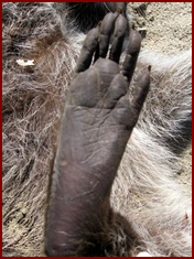 BOTTOM OF A RACCOON'S RIGHT REAR FOOT