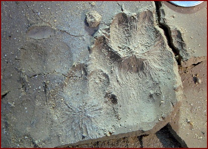 GRAY FOX TRACKS