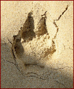 RIGHT TRACK OF THE RED FOX