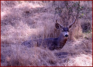 BUCK IN ITS DAY-BED OF DRIED GRASSES