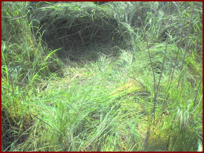 TYPICAL DEER DAY-BED FOUND IN GRASS LANDS