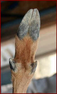 LEFT FRONT HOOF OF A MULE DEER