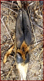 BOTTOM OF THE LEFT FRONT HOOF