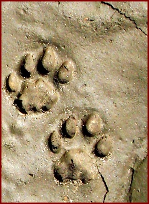 A COUGAR'S LEFT FRONT TRACK FOLLOWED BY ITS LEFT REAR TRACK