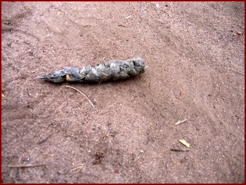 TYPICAL COYOTE SCAT FILLED WITH RABBIT HAIR 