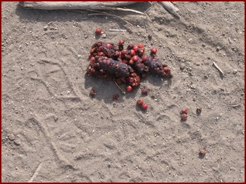 TYPICAL COYOTE SCAT FILLED WITH BERRIES AND SEEDS