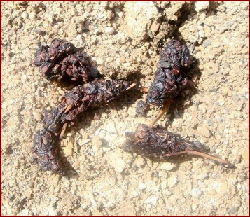 TYPICAL GRAY FOX SCAT