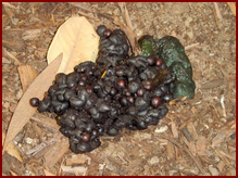 RACCOON SCAT CONTAINING THE SEEDS OF LOQUAT FRUIT