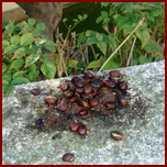 RACCOON SCAT LEFT ON TOP OF A WALL USED TO ACCESS THE FRUITS