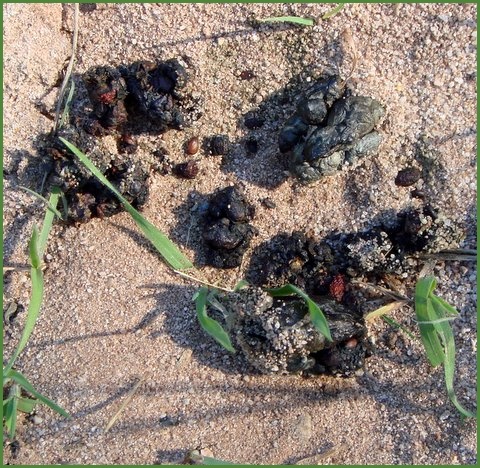 TYPICAL STRIPED SKUNK SCAT