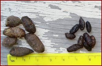 GROUND SQUIRREL SCAT ON THE LEFT AND DESERT WOODRAT ON THE RIGHT