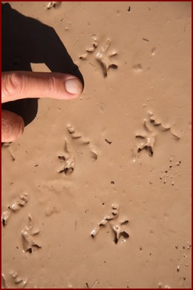 MULTIPLE FRONT AND REAR TOAD TRACKS