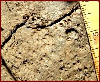 DUSKY FOOTED WOODRAT TRACKS