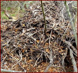 A WOODRAT'S MIDDEN