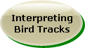 Interpreting Bird Tracks