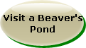 Analyze a Beaver's Track and Sign