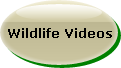 WATCH WILDLIFE VIDEOS FROM STARR RANCH