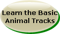 Learn the Basic Animal Tracks