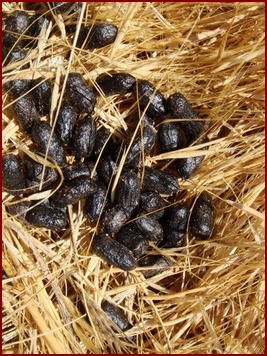 A TYPICAL PILE OF DEER SCAT