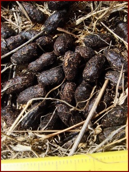 TYPICAL DEER PELLETS