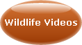 WATCH WILDLIFE VIDEOS FROM STARR RANCH