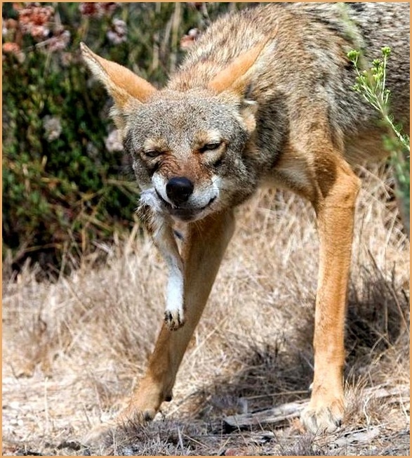 COYOTE AND UNLUCKY RABBIT'S FOOT